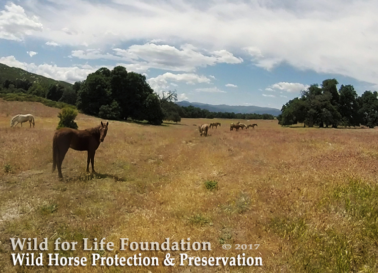 Wild Burro Protection